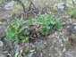 Osztott pöfeteg (Pisolithus arhizus), Budai-hegység